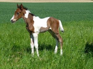 Doha des Godinauds à la naissance