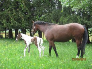 Foal de Salsa des Genevris