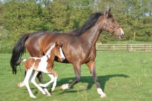 Foal de Tefnout d'Ouilly