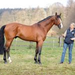 Kronos - Etalon du Haras d'Ouilly