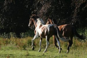 Osiris d'Ouilly et Stenthor