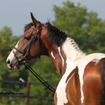 Stenthor - Etalon du Haras d'Ouilly