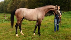 Etalon Haras d'Ouilly - Barachiel