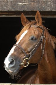 bright silver etalon haras d'ouilly