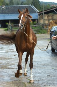 bright silver etalon haras d'ouilly