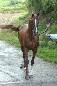 bright silver etalon haras d'ouilly