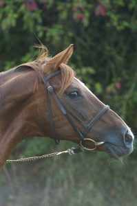 bright silver etalon haras d'ouilly