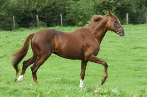 bright silver etalon haras d'ouilly