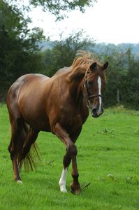 bright silver etalon haras d'ouilly