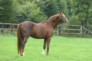 bright silver etalon haras d'ouilly