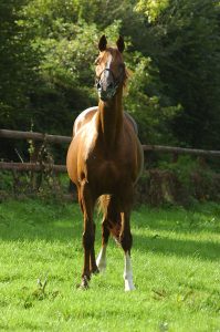 bright silver etalon haras d'ouilly