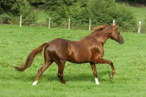 bright silver etalon haras d'ouilly