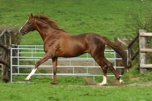 bright silver etalon haras d'ouilly