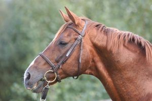 bright silver etalon haras d'ouilly