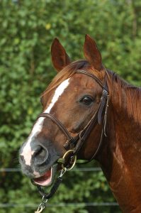 bright silver etalon haras d'ouilly