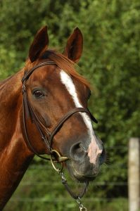 bright silver etalon haras d'ouilly